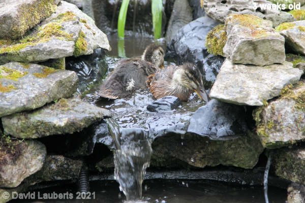 Mallard Duck Two's a crowd 1:01pm 22nd May 2021