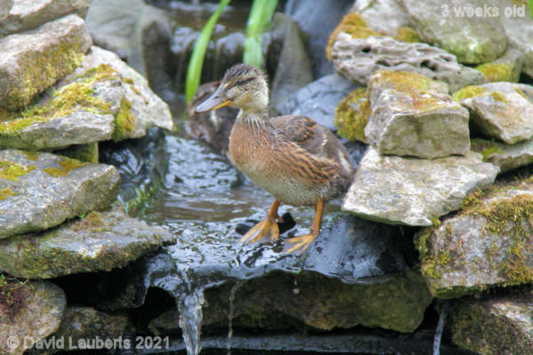 Mallard Duck I'm going to jump 1:01pm 22nd May 2021