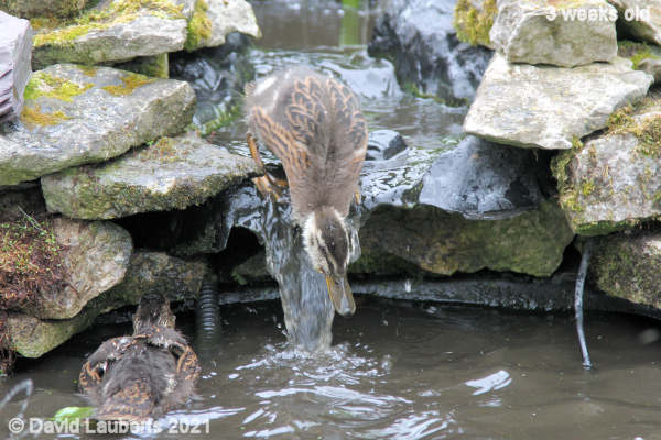Mallard Duck It's a long way down 1:02pm 22nd May 2021