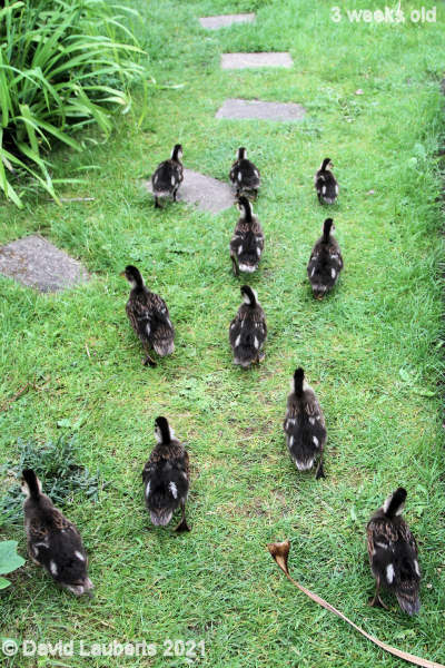 Mallard Duck Running to the small pond 1:07pm 22nd May 2021