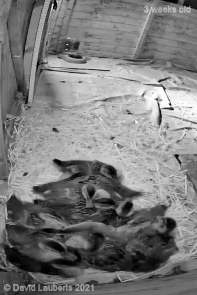 Mallard Duck Settling in for the night 11:37pm 23rd May 2021