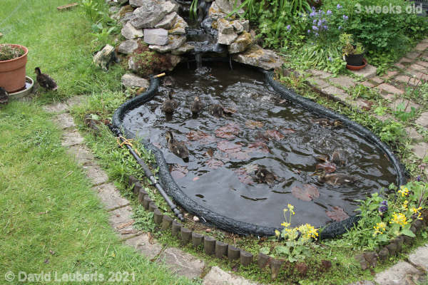 Mallard Duck Ducking and diving 10:56am 23rd May 2021