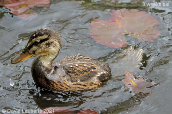 Mallard Duck Surfacing 10:57am 23rd May 2021