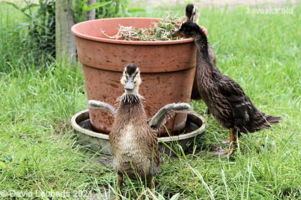 Mallard Duck In a flap 10:59am 23rd May 2021