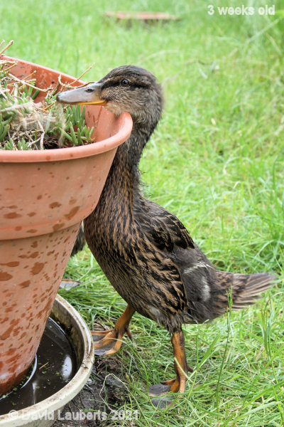 Mallard Duck Sticking your nose in 11:01am 23rd May 2021
