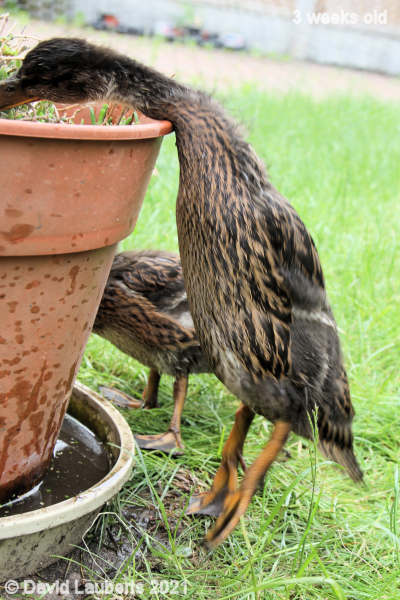 Mallard Duck Jumping in 11:01am 23rd May 2021