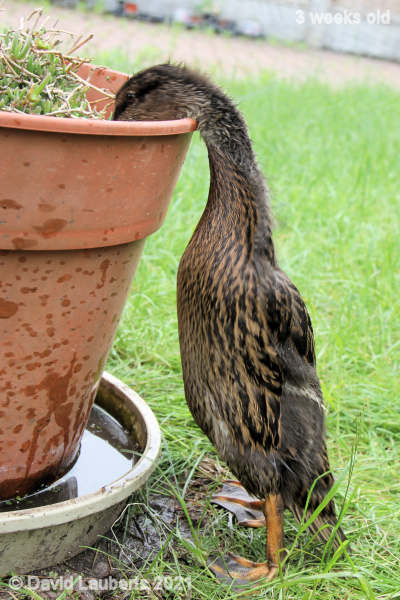 Mallard Duck Getting stuck in 11:01am 23rd May 2021