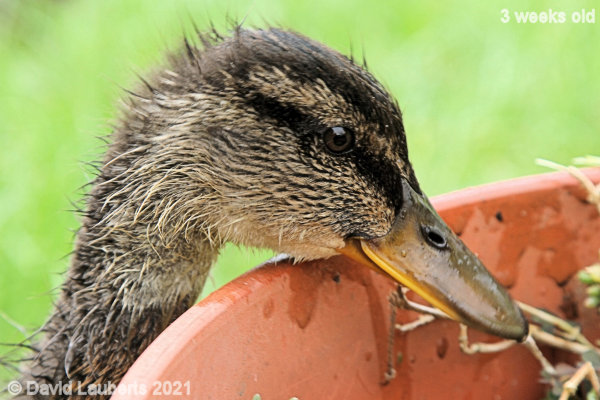 Mallard Duck What can I see in here? 11:02am 23rd May 2021