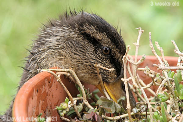 Mallard Duck Poking over the edge 11:02am 23rd May 2021