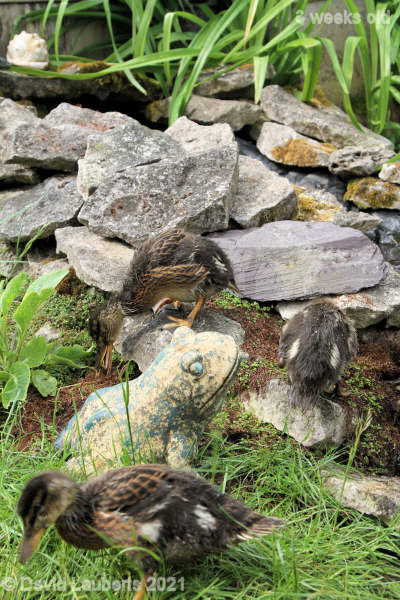 Mallard Duck Spot the odd one out 11:03am 23rd May 2021