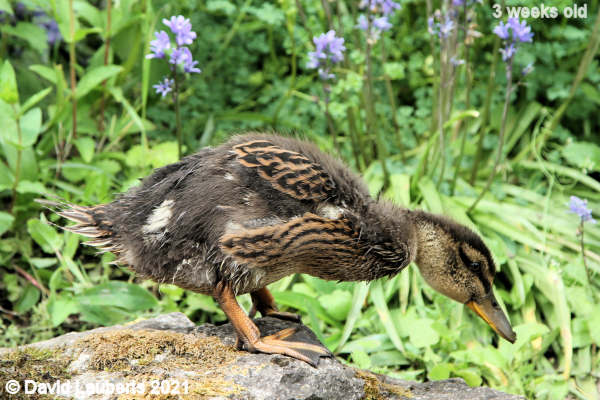 Mallard Duck Look before you leap 11:06am 23rd May 2021