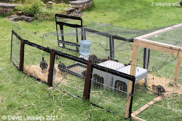 Mallard Duck All home again 11:13am 23rd May 2021