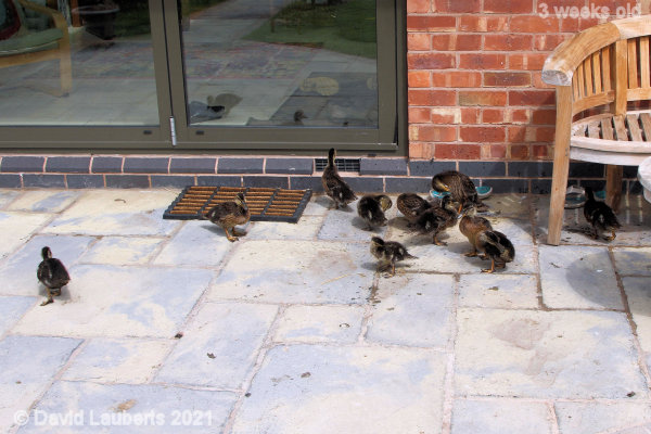 Mallard Duck Still looks comfy in there 11:32am 23rd May 2021