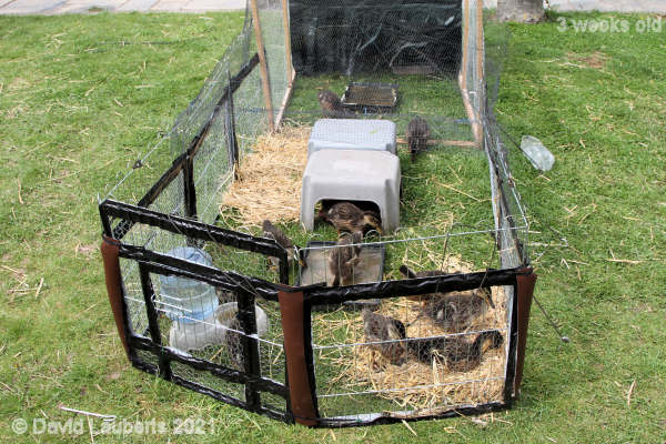 Mallard Duck Settling in the straw 11:35am 23rd May 2021