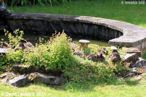 Mallard Duck The rockery is more comfy 09:38am 24th May 2021