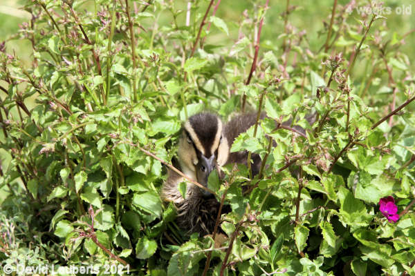 Mallard Duck Good camouflage 10:46am 24th May 2021