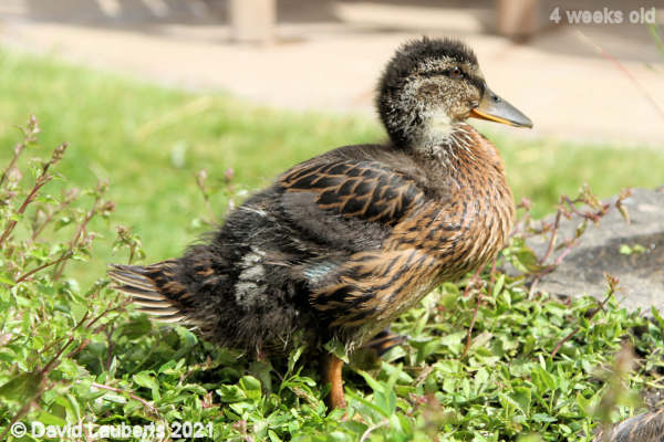 Mallard Duck Donald showing his pin feathers 10:47am 24th May 2021