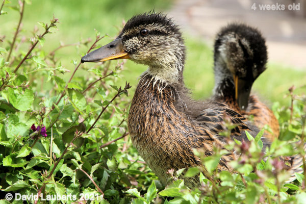 Mallard Duck Looking for something 10:50am 24th May 2021
