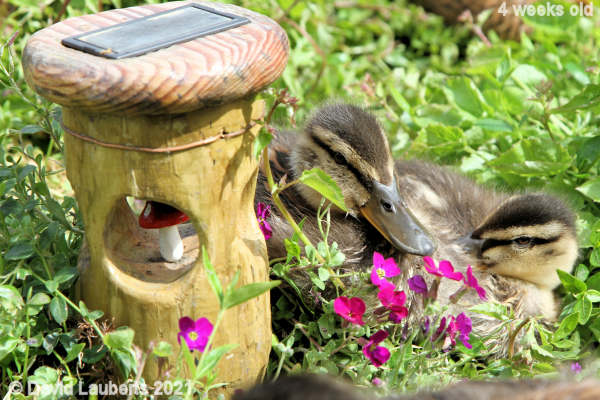 Mallard Duck Nestling down 10:51am 24th May 2021