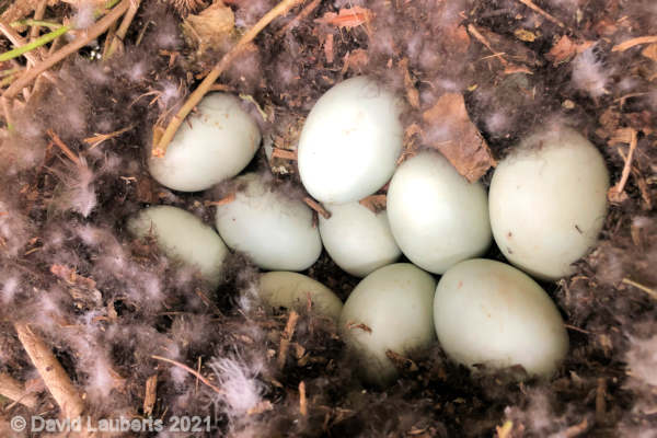 Mallard Duck eggs in nest