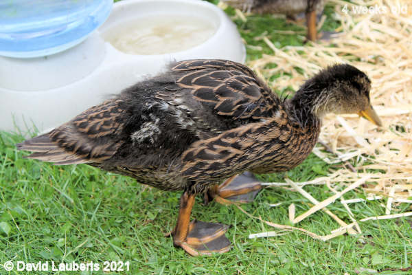Mallard Duck Inspecting the straw 10:54am 24th May 2021