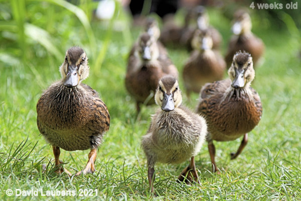 Mallard Duck Racing to the pond 11:00am 24th May 2021