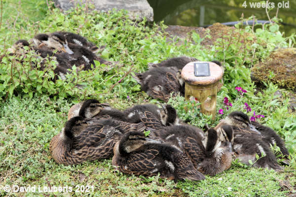 Mallard Duck Resting in the rockery 3:56pm 24th May 2021