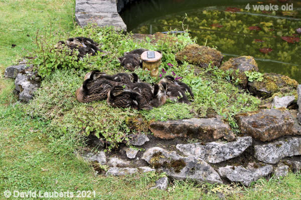 Mallard Duck Solar lights attract ducks 3:56pm 24th May 2021