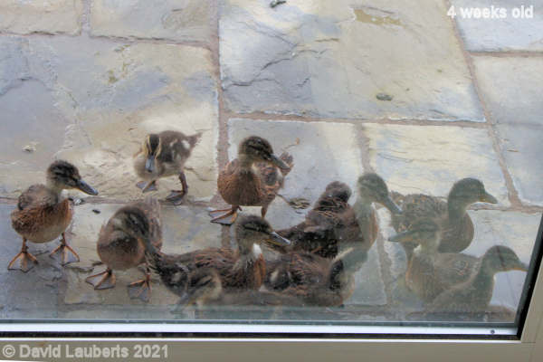 Mallard Duck 'Let us in!' 6:47pm 24th May 2021