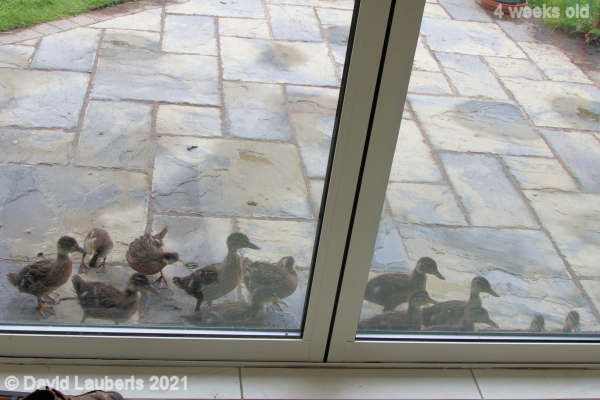 Mallard Duck Looking for a way in 6:48pm 24th May 2021