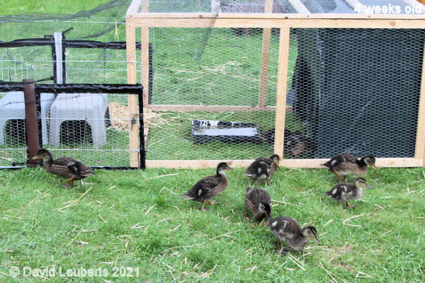 Mallard Duck Pre-bedtime wander 7:20pm 24th May 2021