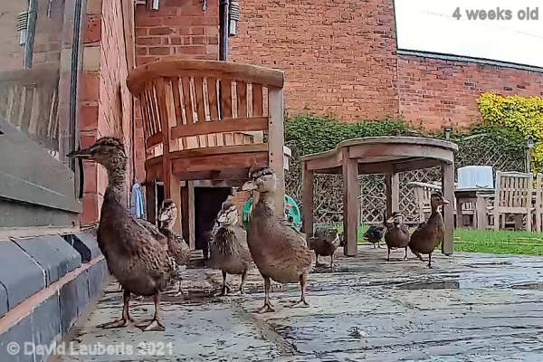 Mallard Duck Wanting to get in 8:33am 25th May 2021