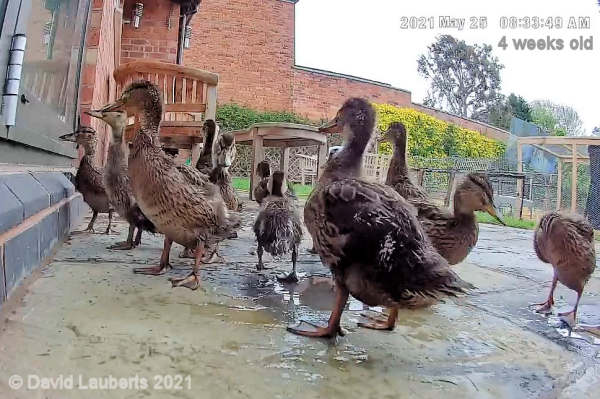 Mallard Duck Patiently waiting 8:33am 25th May 2021