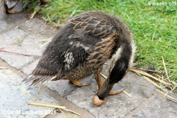 Mallard Duck Snail for dinner 11:59am 25th May 2021