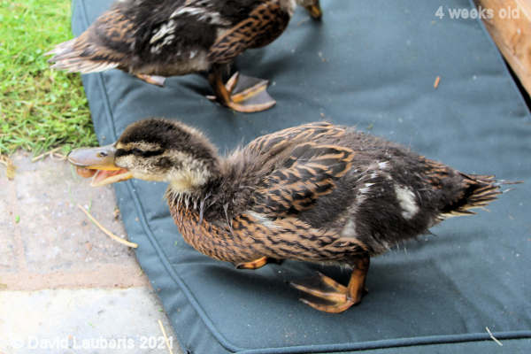 Mallard Duck Snail shells are tough 11:59am 25th May 2021
