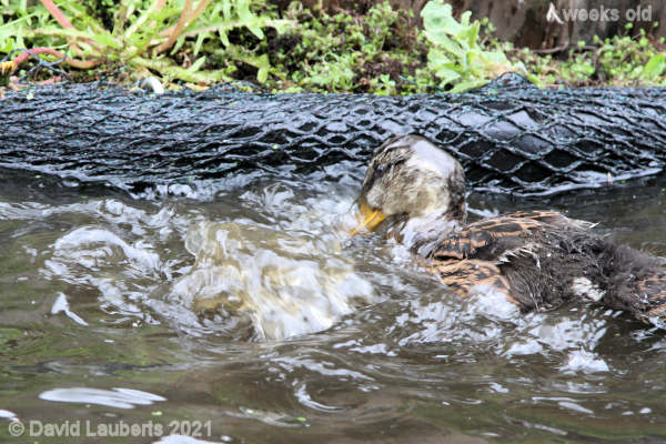 Mallard Duck Splash in your face 12:03pm 25th May 2021