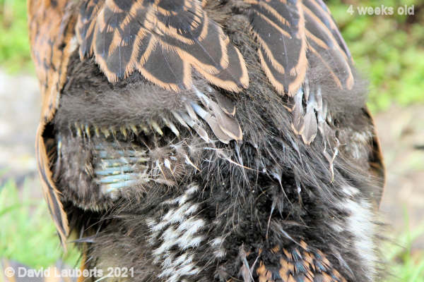Mallard Duck Donalds feathers developing 12:04pm 25th May 2021