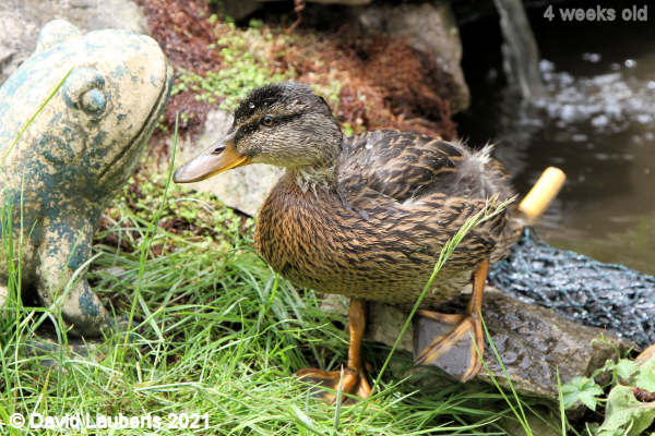Mallard Duck That was a nice dip 12:05pm 25th May 2021