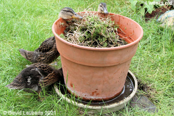 Mallard Duck Eating in from the edge 12:06pm 25th May 2021
