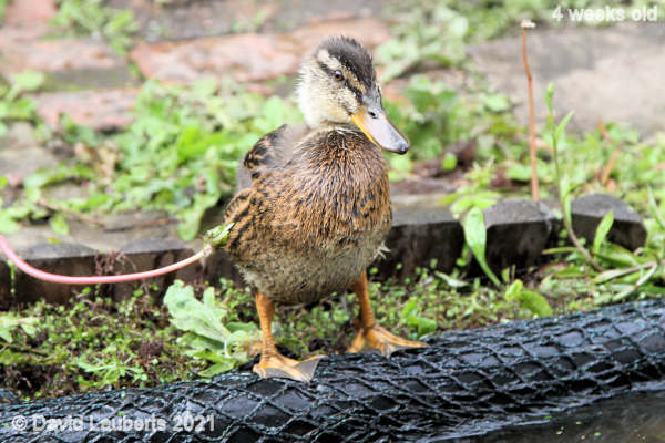 Mallard Duck I'm going to dive in 12:08pm 25th May 2021