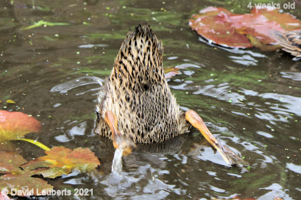 Mallard Duck Up in the air 12:09pm 25th May 2021