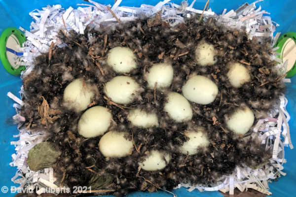Mallard Duck Eggs in place for the first time