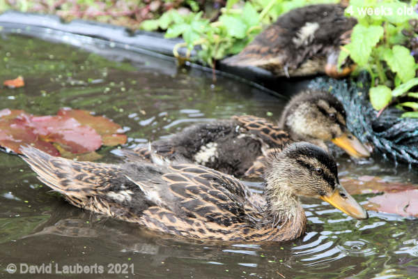 Mallard Duck Looking like a cruiser 12:09pm 25th May 2021