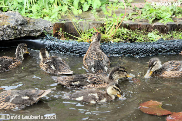 Mallard Duck Different development stages 12:11pm 25th May 2021
