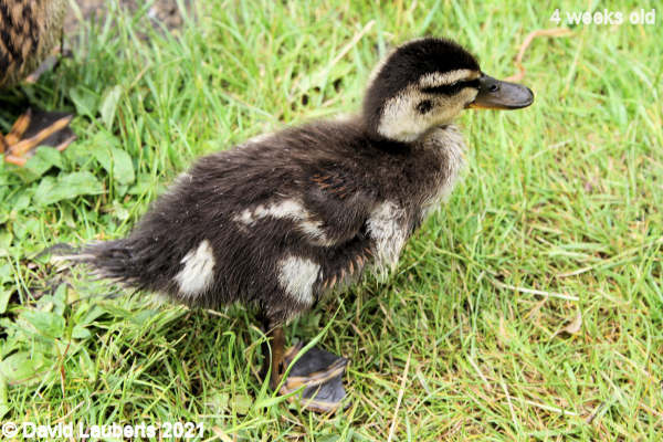 Mallard Duck Baby scurring along 12:12pm 25th May 2021