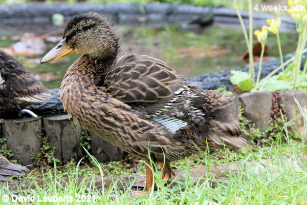 Mallard Duck Donald showing his pin feathers 12:20pm 25th May 2021