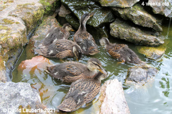 Mallard Duck Getting a tight squeeze now 1:52pm 25th May 2021