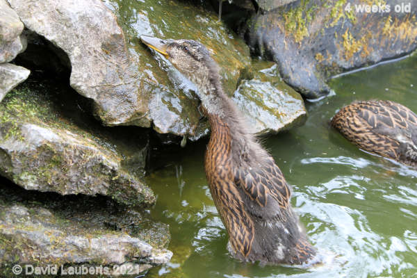 Mallard Duck Reaching up the waterfall 1:55pm 25th May 2021