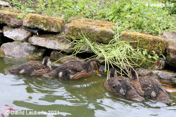 Mallard Duck Denuding the plants 1:59pm 25th May 2021