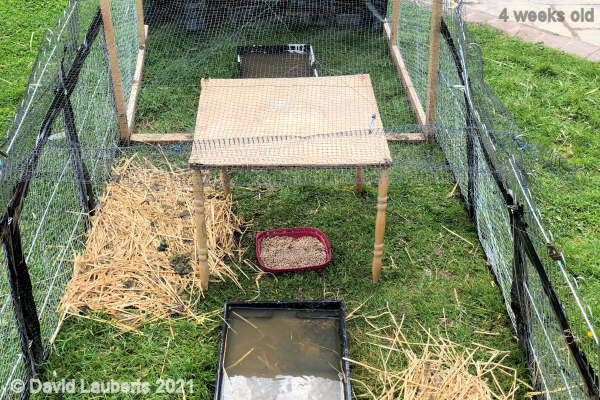 Mallard Duck New bigger rain shelter 4:05pm 25th May 2021